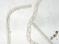 "Oscillatoria princeps"