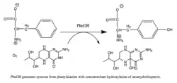 Reaction catalyzed by PAH.