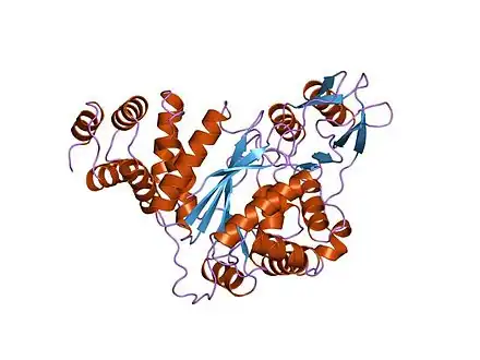 Structure of thymidine phosphorylase enzyme, the main gene product of the TYMP gene. Mutations in the TYMP gene result in the loss of function of thymidine phosphorylase activity leading to the onset of MNGIE.[7]