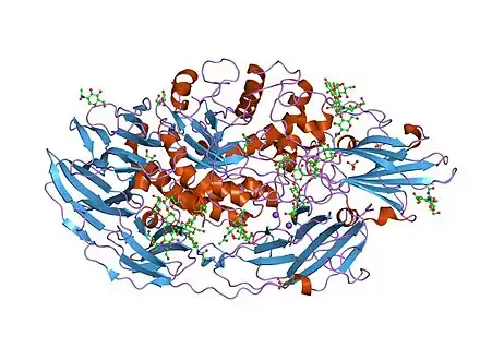Molecular structure of the enzyme beta-galatosidase
