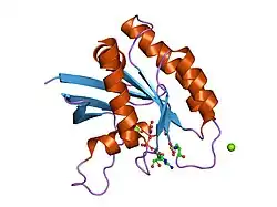 1xcm: Crystal structure of the GppNHp-bound H-Ras G60A mutant