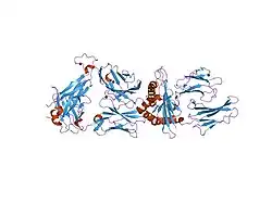 2esv: Structure of the HLA-E-VMAPRTLIL/KK50.4 TCR complex