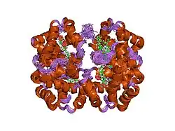 2h35: Solution structure of Human normal adult hemoglobin
