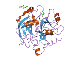 2od3: Human thrombin chimera with human residues 184a, 186, 186a, 186b, 186c and 222 replaced by murine thrombin equivalents.