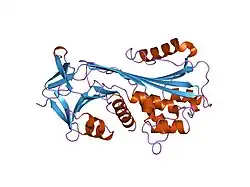 4caa: CLEAVED ANTICHYMOTRYPSIN T345R