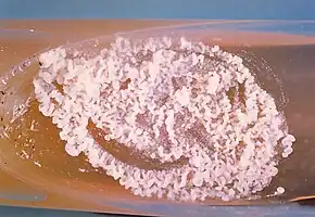 A culture of Paracoccidioides brasiliensis during its yeast phase