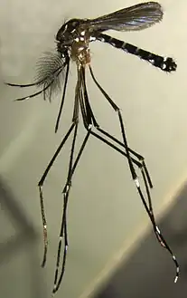 Aedes (Stegomyia) pia, described in 2013.[12]