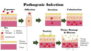 Image depicts the steps of pathogenic infection.[39][40]