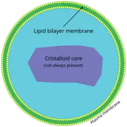 Peroxisome (this condition affects the peroxisome, causing peroxisome biogenesis disorders.)