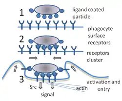 A cartoon: 1. The particle is depicted by an oval and the surface of the phagocyte by a straight line. Different smaller shapes are on the line and the oval. 2. The smaller particles on each surface join. 3. The line is now concave and partially wraps around the oval.Ernst & Stendahl 2006, p. 6