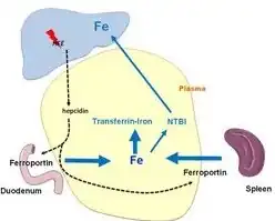 Pathophysiological mechanisms leading to the development of iron overload during HFE-related hemochromatosis[43]