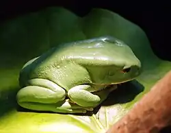 Bolivian Phyllomedusa