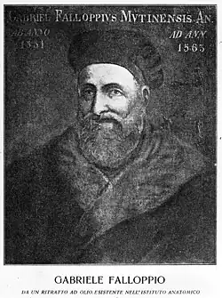 Portrait of Gabriele Fallopius