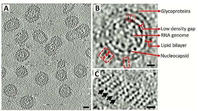 a-c) Rubella virion morphology