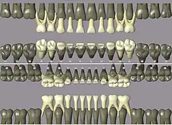 ISO notation primary teeth