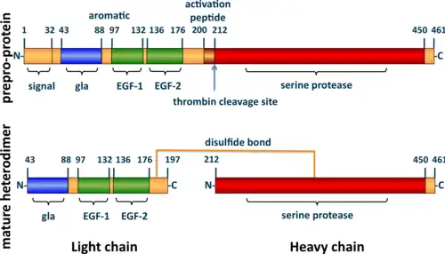 A tube diagram representing the linear amino acid sequence of the preproprotein C (461 amino acids long) and mature heterodimer (light + heavy chains) highlighting the locations of the signal (1–32), gla (43–88), EGF-1 (97–132), EGF-2 (136–176), activation peptide (200–211), and serine protease (212–450) domains.  The light (43–197) and heavy (212–461) chains of the heterodimer are joined by a line representing a disulfide bond between cysteine residues 183 and 319.