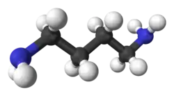 Ball and stick model of putrescine