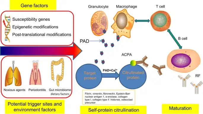 RA can be triggered in potential trigger sites by interaction between genes and environmental factors, which is characterized by onset of self-protein citrullination resulting in production of autoantibodies against citrullinated peptides.[37]