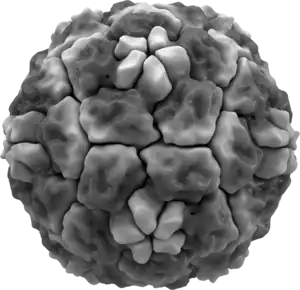 Isosurface of a human rhinovirus, showing protein spikes