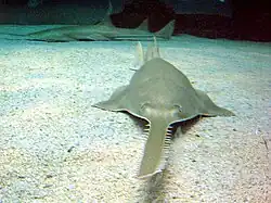 Green sawfish