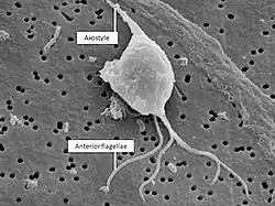 Scanning electron micrograph of Trichomonas gallinae. Arrows indicate anterior flagella and axostyle.