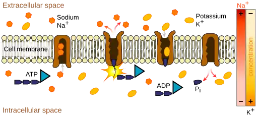 An image of the cell membrane lipid bilayer with the sodium-potassium ATPase enzyme keeping potassium inside and the sodium out. This process requires the energy molecule ATP.