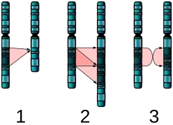 Three diagrams of chromosome pairs A, B that are nearly identical. 1: B is missing a segment of A. 2: B has two adjacent copies of a segment of A. 3: B's copy of A's segment is in reverse order.