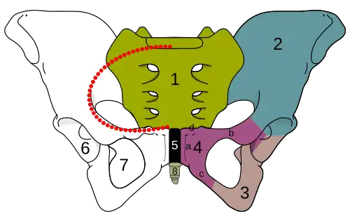 The sacrum and pelvic bone, with parts labelled. The pubic bone consists of the body and superior pubic ramus (4), and the inferior pubic ramus (3), which join at the pubic symphysis. The gap between them is the obturator foramen.
