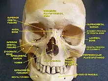 Human facial skeleton. Front view.
