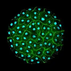 "Sphaeroforma arctica" stained with phalloidin and DAPI