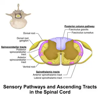 Diagram showing the anterior and lateral spinothalamic tracts within the spinal cord