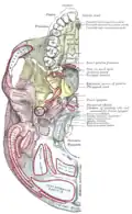 Base of skull. Inferior surface. Spine of sphenoid bone marked with black circle
