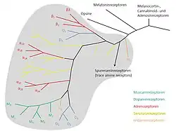 Amine receptor branch of the family tree of G protein-coupled receptors.