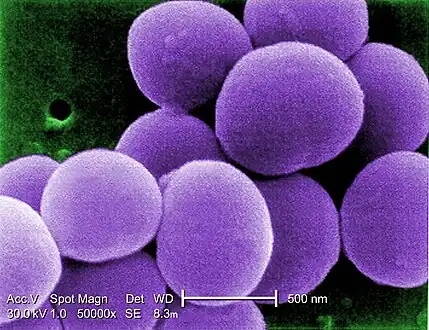 Scanning electron micrograph (SEM) shows a strain of Staphylococcus aureus bacteria taken from a vancomycin-intermediate Staphylococcus aureus (VISA) culture.