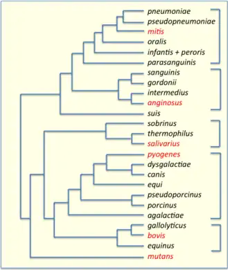 Phylogenetic tree of Streptococcus species, based on data from PATRIC.[28] 16S groups are indicated by brackets and their key members are highlighted in red.
