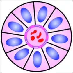 Structure of a perivascular pseudorosette