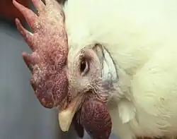 Birds affected by highly pathogenic avian influenza (HPAI) could show swelling of the head, wattles, combs, and face. USDA photo.