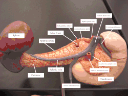 Arteries and veins around the pancreas and spleen.