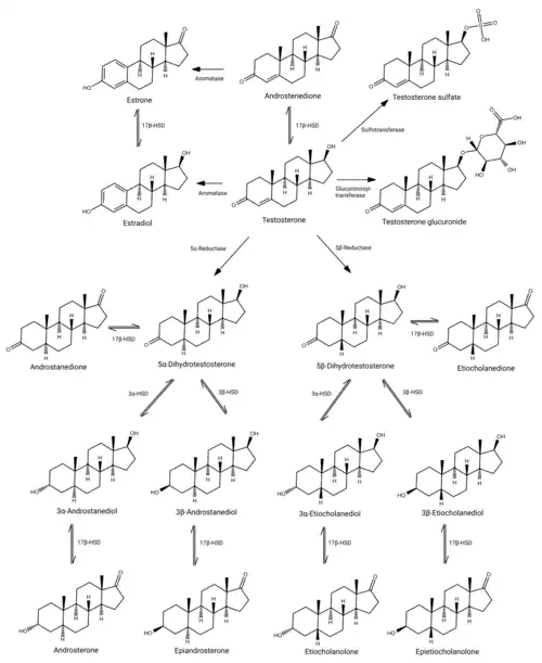 Testosterone structures