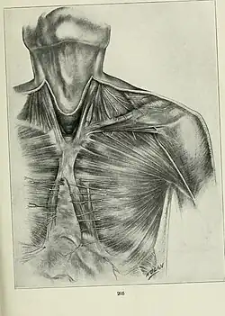 Page from a 1906 issue of The Anatomical Record.