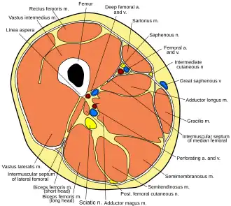 Cross-section through the middle of the thigh.
