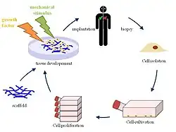 A visual representation of tissue engineering principles, demonstrating the creation of functional tissues using a combination of engineering and biological concepts