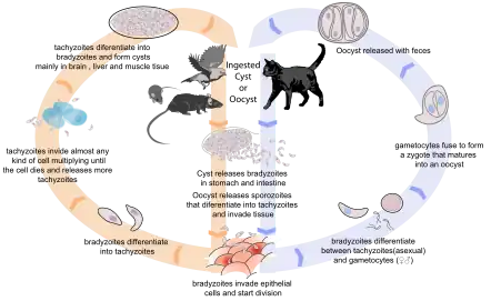 Life cycle of the Toxoplasma parasite