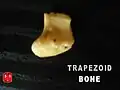 Trapezoid bone.