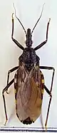 A brown winged insect