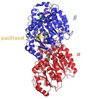 Complex of α, β tubulin subunits and paclitaxel. Paclitaxel is shown as yellow stick.