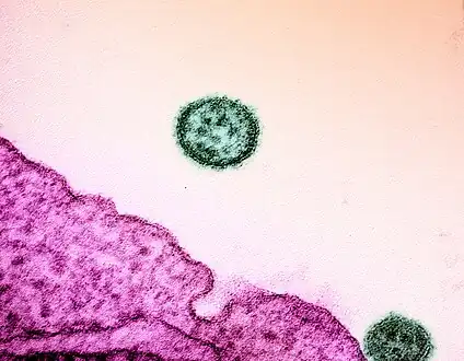 Two mature extracellular Lassa virus particles[19]