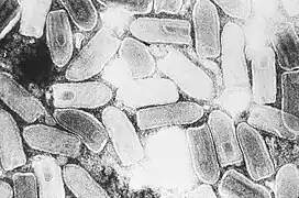 Vesicular stomatitis virus (Rhabdoviridae)