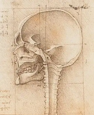 Mid-sagittal section of a human skull, by Leonardo da Vinci, c. 1489