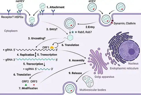 (Proposed) life cycle of hepatitis E virus (HEV)[47]